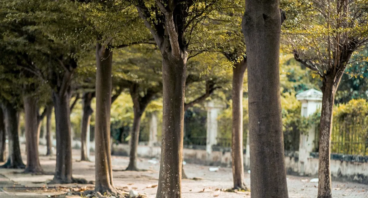 İstanbul'da bir park